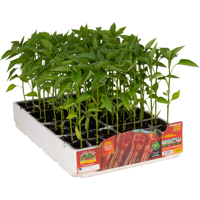 PIMIENTO CUERNO ROJO var. GIMBOTOP F1