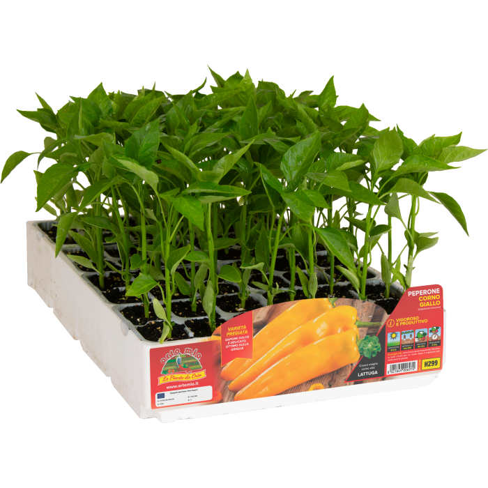 PIMIENTO CUERNO AMARILLO var. ASTOR F1