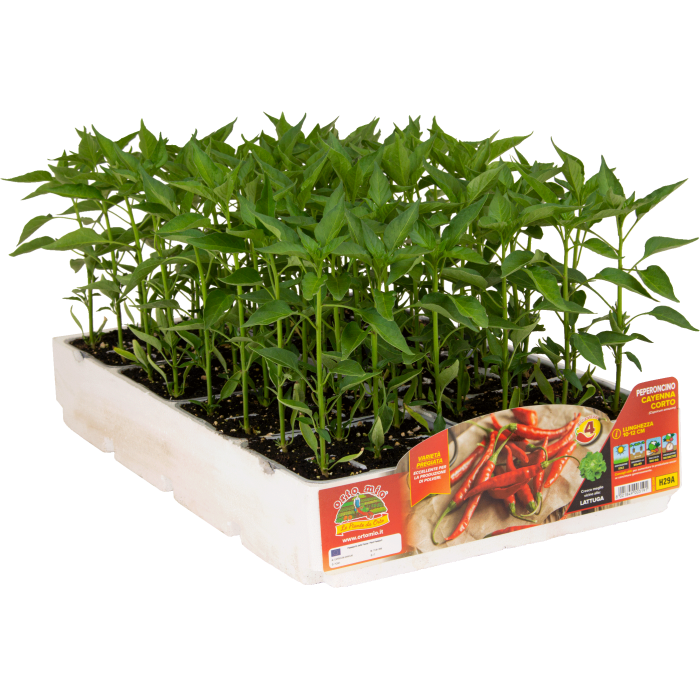 PIMIENTO PICANTE CAYENA CORTO var. CAYENNA HOT 187 F1