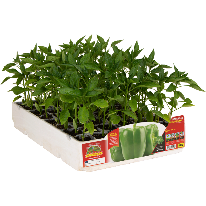 PIMIENTO CUADRADO VERDE var. MAGNUM F1