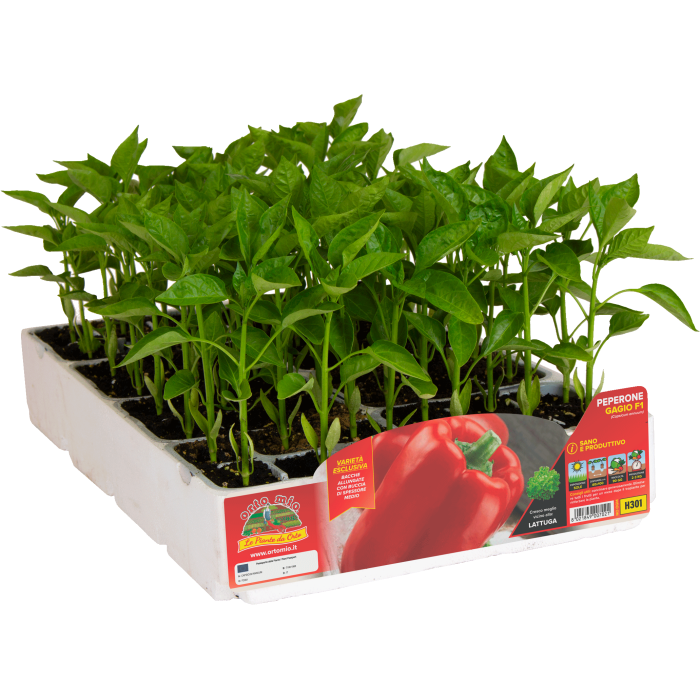 PIMIENTO CUADRADO ROJO var. GAGIO F1