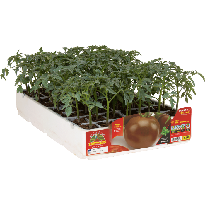 TOMATE NEGRO DE CRIMEA var. PLUTONE F1