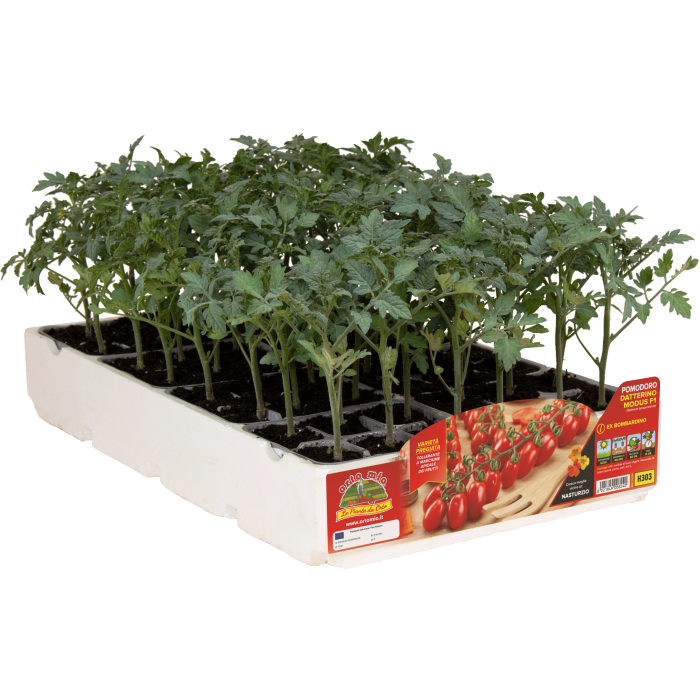 TOMATE ADITALADO var. GIOLLINO F1