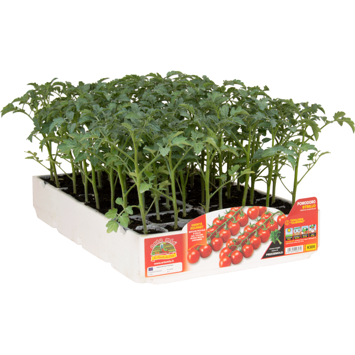 TOMATE CHERRY DULCE var. STRILLO F1