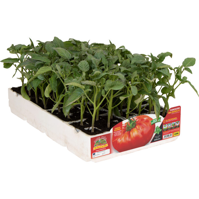 TOMATE GIGANTE PATATERO var. BIG PATATA F1