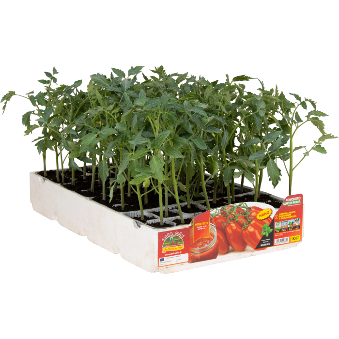 TOMATE ENANO SUPER ROMA var. HEINZ 1538 F1