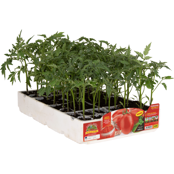 TOMATE OVALADO BIG RIO var.H380 F1