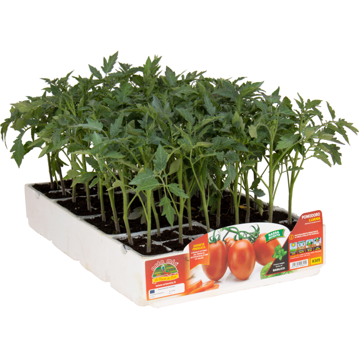 TOMATE OVALADO TIPO CENCARA - COLIBRI var. LUANA F1