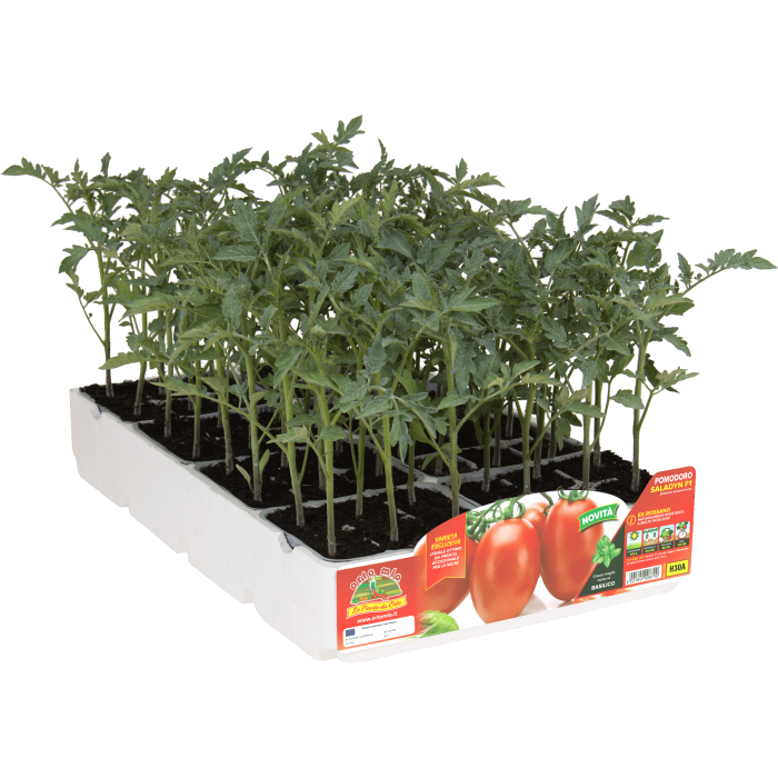 TOMATE SALSA SALADYN var. BRAVEHEART F1