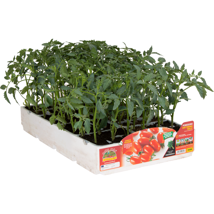 TOMATE ADITALADO BABY var. TRILLY F1
