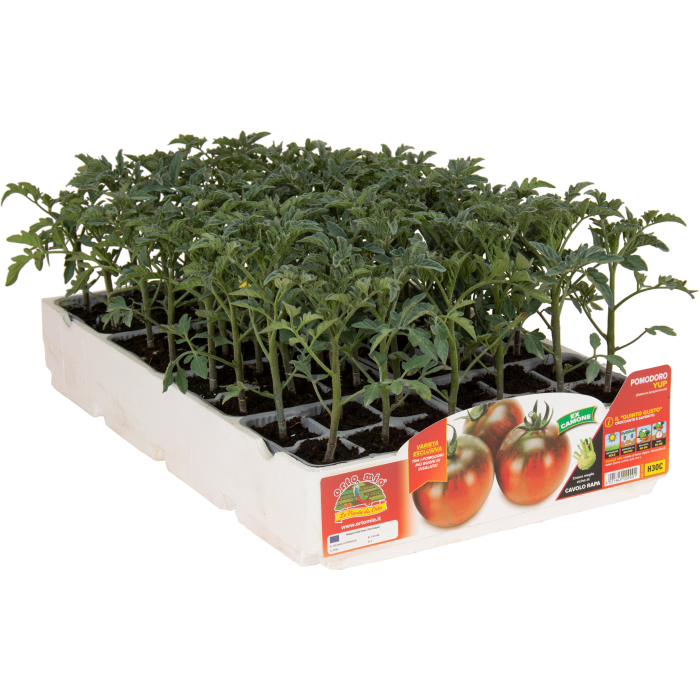 TOMATE QUINTO GUSTO var. YUP F1