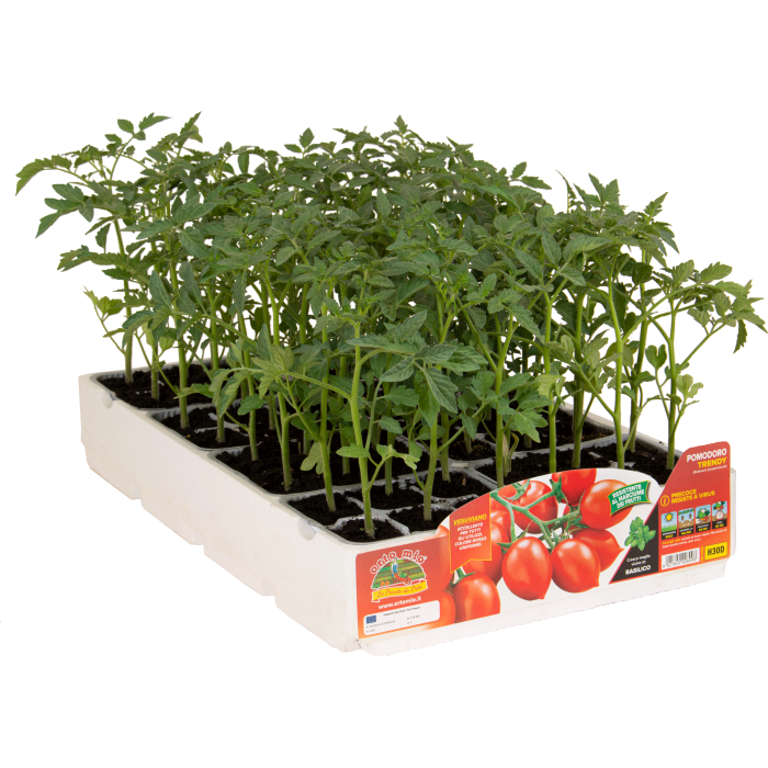 TOMATE VESUVIANO var. TRENDY F1