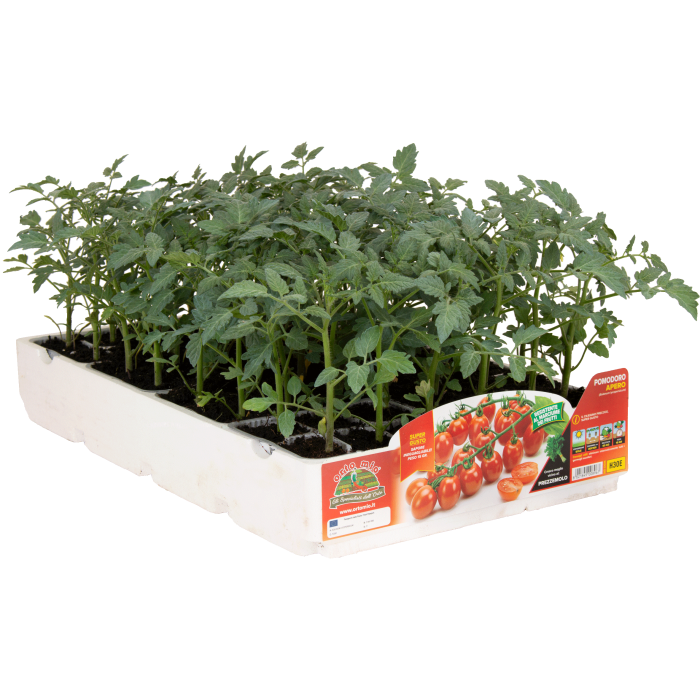 TOMATE CHERRY DULCISIMO var. APERO F1