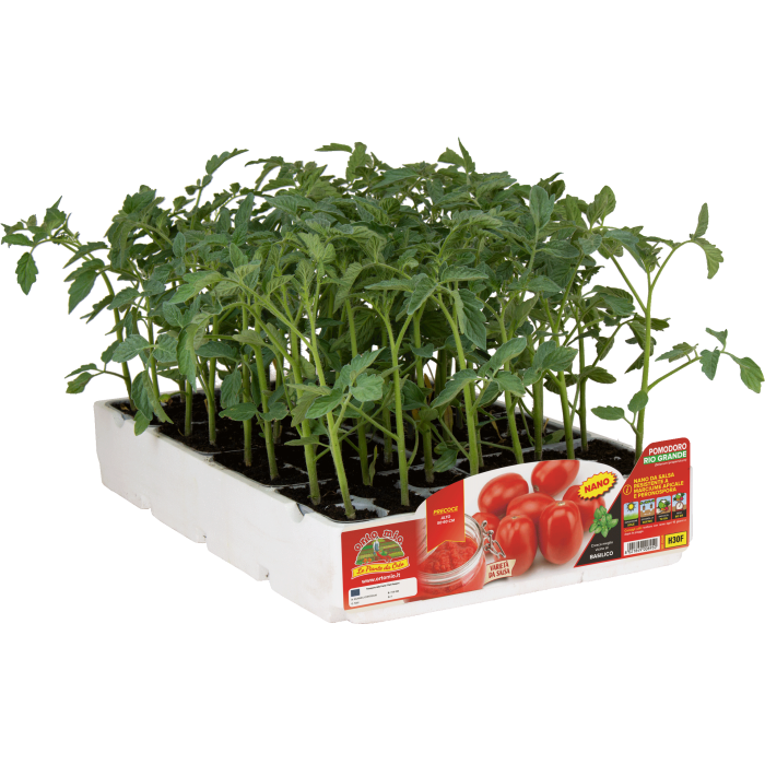 TOMATE RIO GRANDE PRECOZ var. CARTIZZE F1