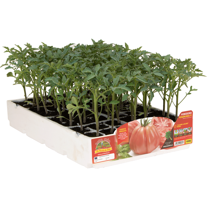 TOMATE CORAZON LIGURE ROSA var. ROSAMUNDA F1