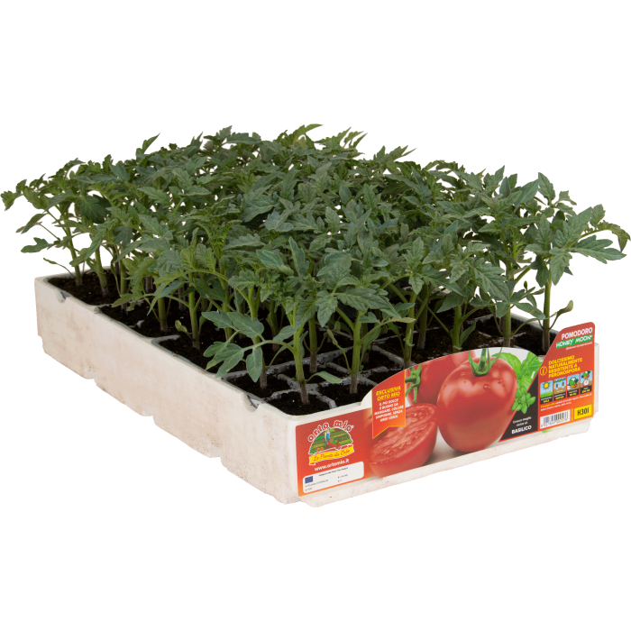 TOMATE REDONDO DULCE var. HONEY MOON F1