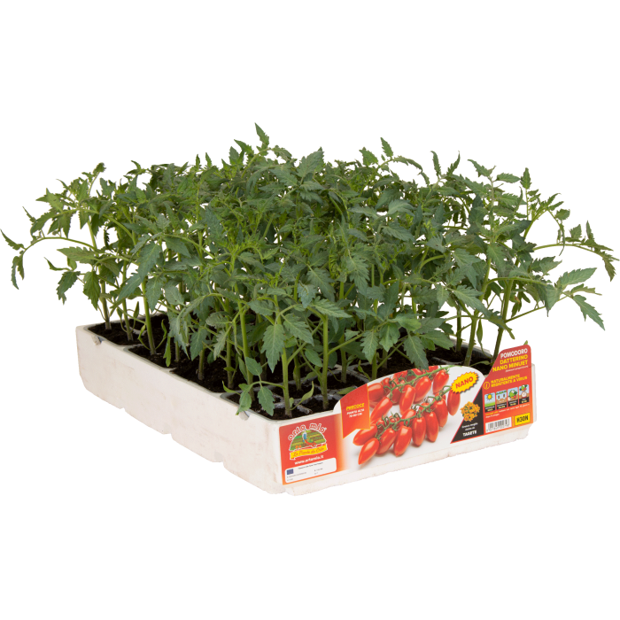 TOMATE ADITALADO ENANO var. MINUET F1