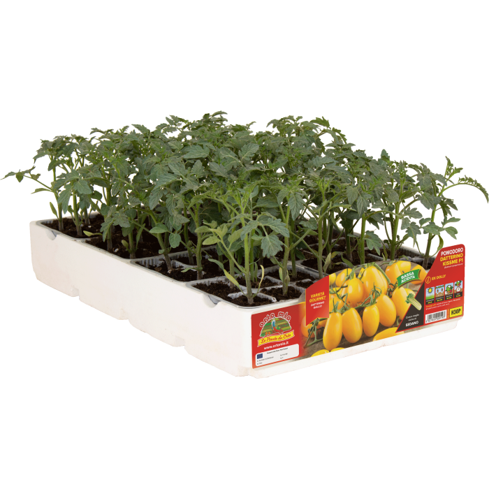TOMATE ADITALADO AMARILLO var. KISSME F1