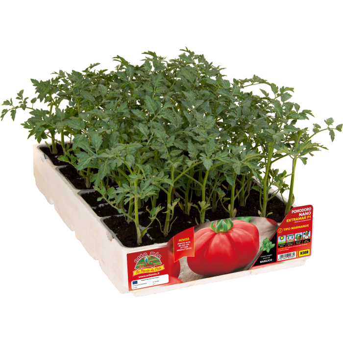 TOMATE MARMANDE ENANO var. EXTRAMAR F1