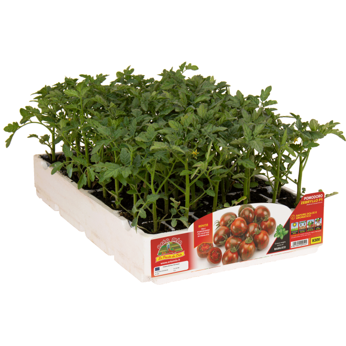 TOMATE OVALADO "ZABRINO" var. ZEBRYLLO F1