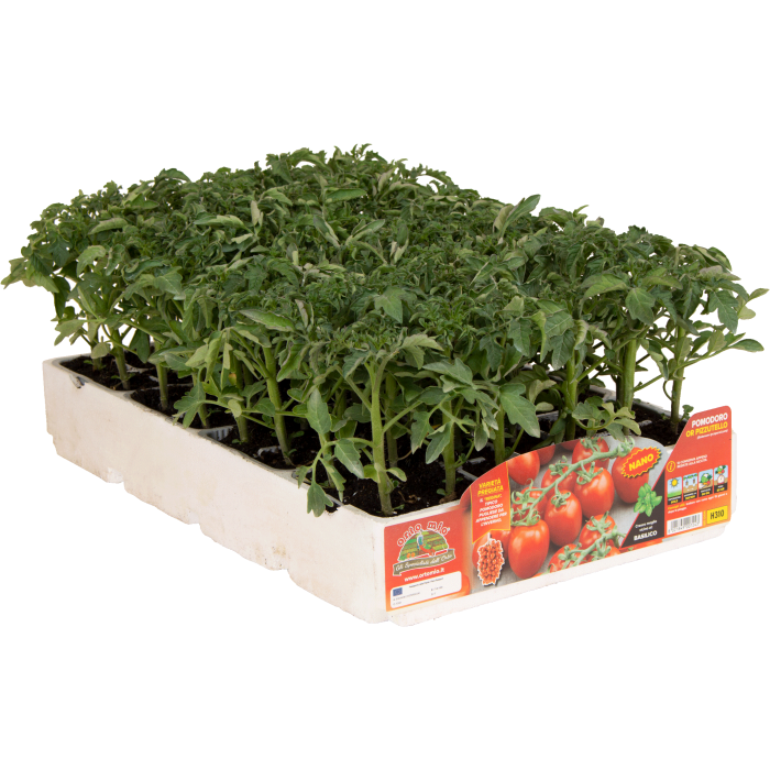 TOMATE DE COLGAR REINA var. OR PIZZUTELLO