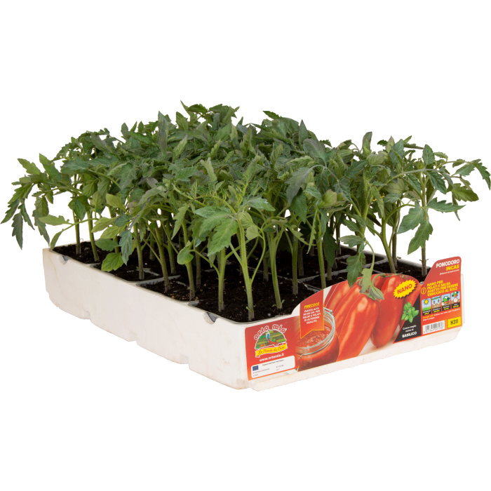 TOMATE SAN MARZANO PRECOZ ENANO PARA PELAR, SALSA Y SECA var. INCAS F1