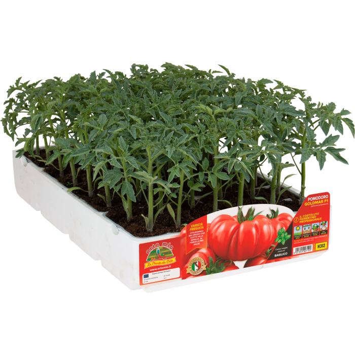 TOMATE ESTRIADO FIORENTINO var. GOLDMAR F1