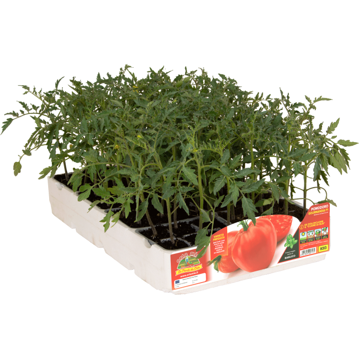 TOMATE CORAZON CLASICO var. GOURMANDIA F1