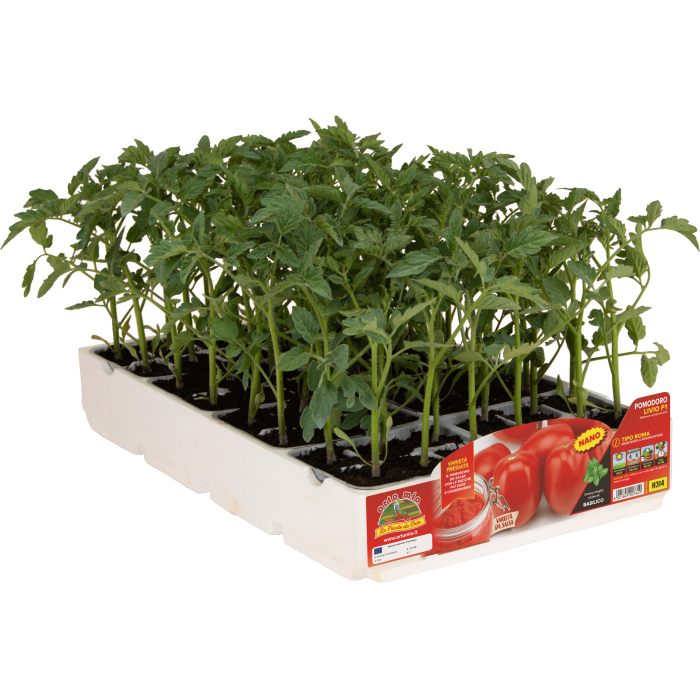 TOMATE TIPO ROMA var. LIVIO F1