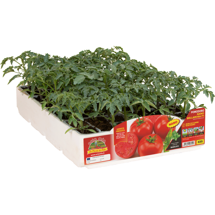 TOMATE REDONDEO ENANO var. BELLAROSA F1