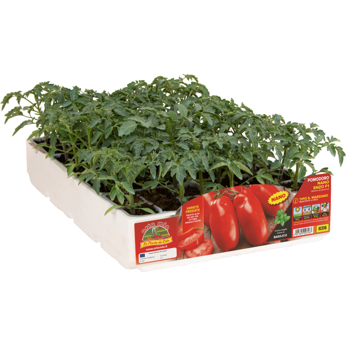 TOMATE SAN MARZANO ENANO var. ENZO F1