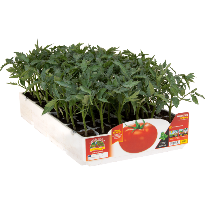 TOMATE REDONDO DE ENSALADA var. OPTIMA F1