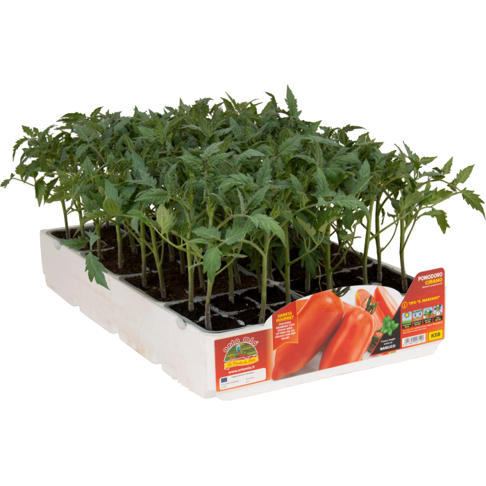 TOMATE SAN MARZANO LLENO var. CIRANO F1