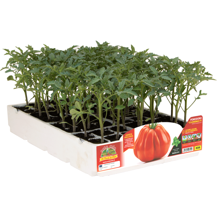TOMATE CORAZON LIGURE DEL PONIENTE var. CUOREMIO F1
