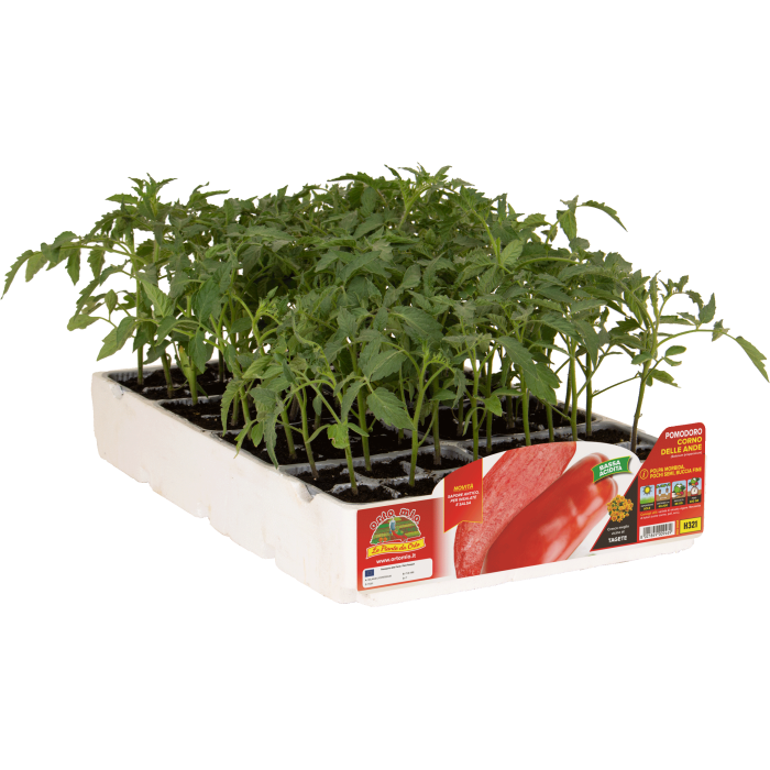 TOMATE CUERNO DE LOS ANDES, "NASONE" O "BANANA" var. PEPPINO F1