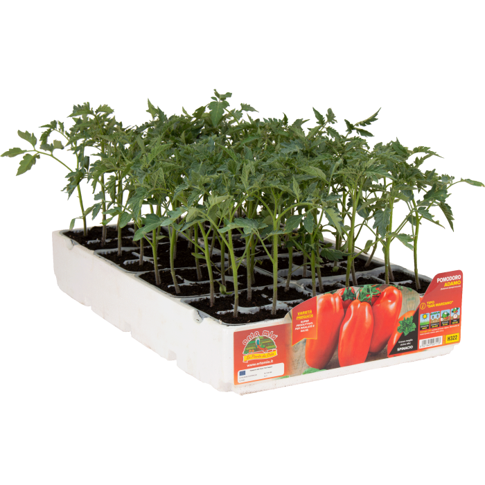 TOMATE SAN MARZANO var. ADAMO GREEN F1