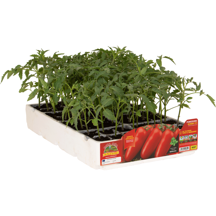 TOMATE SAN MARZANO SONNY var. BASTOS F1