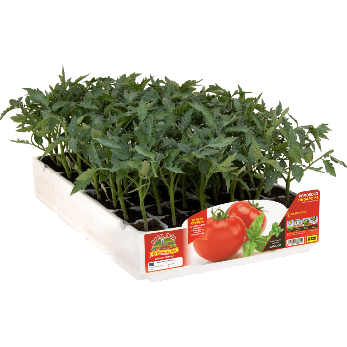 TOMATE REDONDO DE ENSALADA var. TINDARO F1