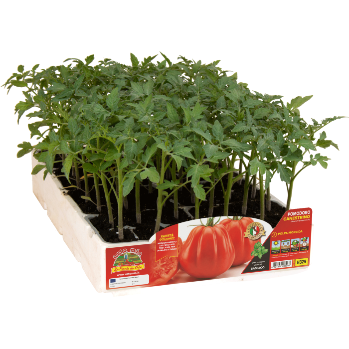 TOMATE CANESTRINO DI LUCCA var. SB 022 F1