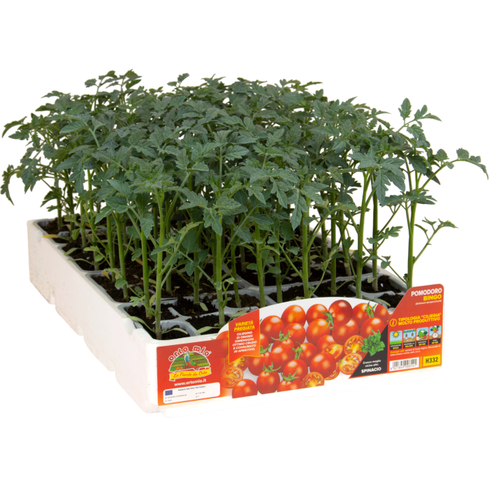 TOMATE CHERRY BINGO var. TWITTER F1