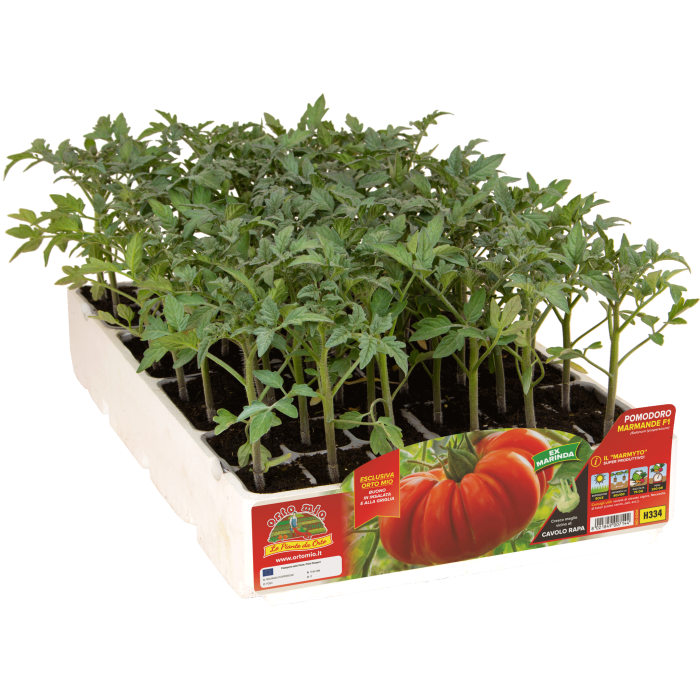 TOMATE MARMANDE var. MARMYTO F1