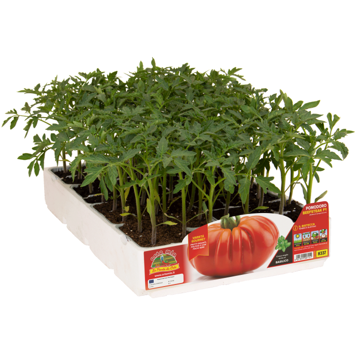 TOMATE GIGANTE var. BEEFSTEAK F1