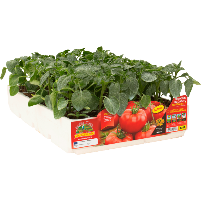 TOMATE REDONDO var. PATATARELLO