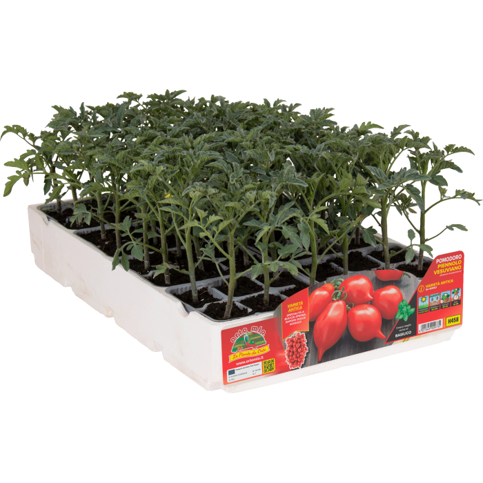TOMATE PIENNOLO VESUVIANO var. PENSUVIO