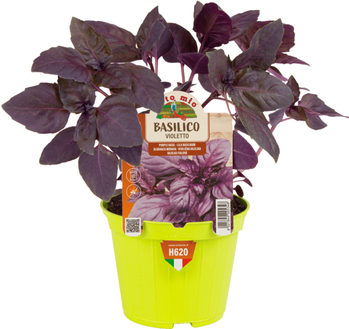 ALBAHACA VIOLETA var. RED RUBIN