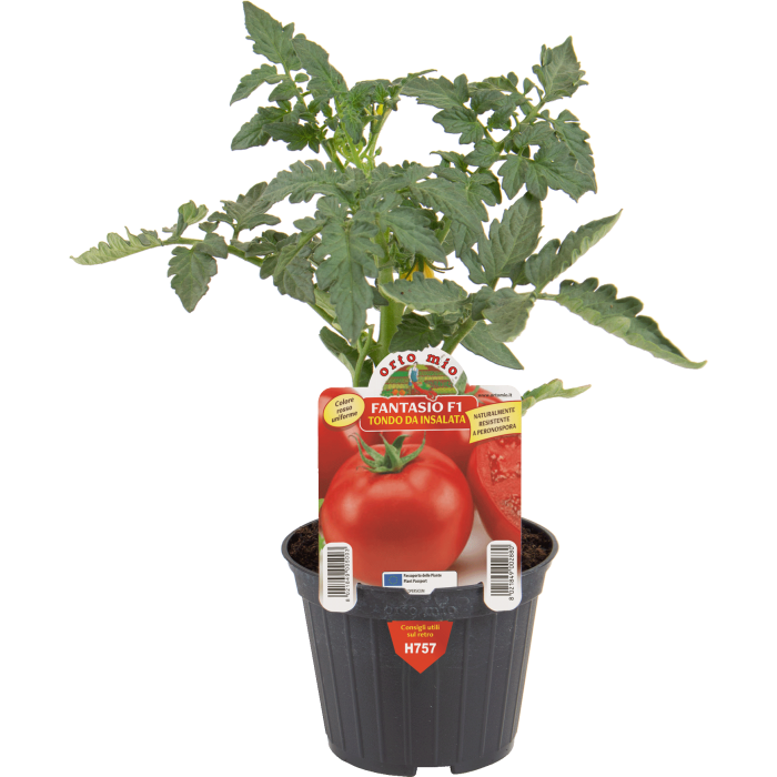 TOMATE DE ENSALADA var. FANTASIO F1