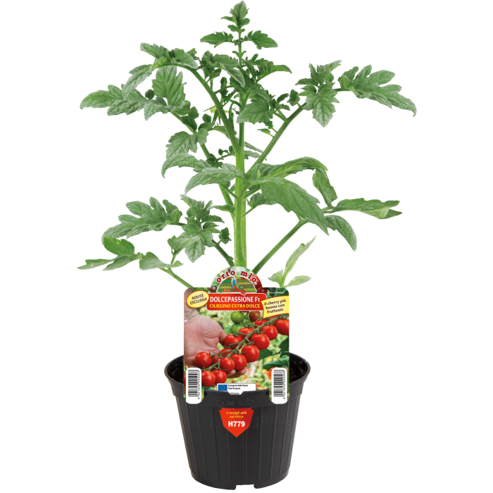 TOMATE CHERRY MUY DULCE var. DOLCEPASSIONE F1