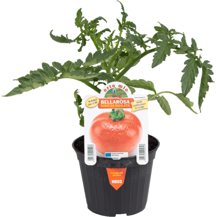 TOMATE REDONDO var. BELLAROSA F1 (Alto 1 metro)