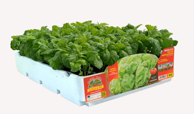 Albahaca hoja de lechuga