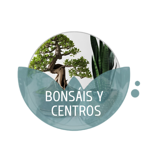 Bonsáis y Centros